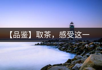 【品鑒】取茶，感受這一輪鳳起古茶的魅力