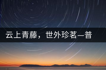 云上青藤，世外珍茗—普秀百年藤條茶即將上市