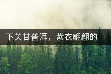 下關甘普洱，紫衣翩翩的綺麗小餅