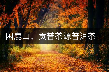 困鹿山、貢普茶源普洱茶羊城受熱捧