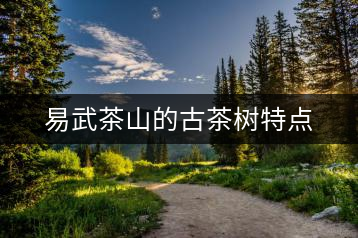 易武茶山的古茶樹特點(diǎn)