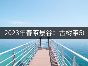 2023年春茶景谷：古樹(shù)茶500-600元／公斤，紫芽茶300-480元／公斤，白芽茶1200-2000元／公斤。