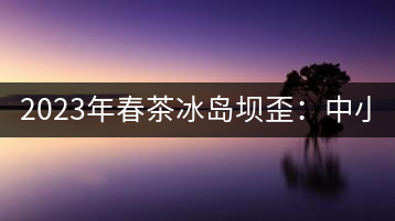 2023年春茶冰島壩歪：中小樹(shù)800元／公斤，古樹(shù)1400-1600元／公斤