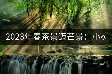 2023年春茶景邁芒景：小樹(shù)200元／公斤，古樹(shù)：600-800元／公斤