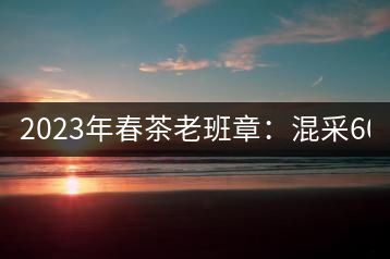 2023年春茶老班章：混采6000-8000元／公斤，挑采：12000元／公斤