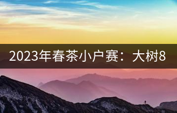 2023年春茶小戶賽：大樹800元／公斤，古樹1200-1300元／公斤