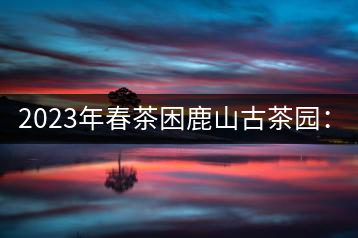 2023年春茶困鹿山古茶園：大樹8000-12000元／公斤，周邊小樹200-300元／公斤