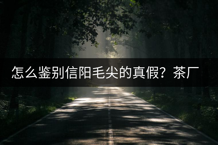 怎么鑒別信陽毛尖的真假？茶廠小姐姐親自告訴你茶葉的等級
