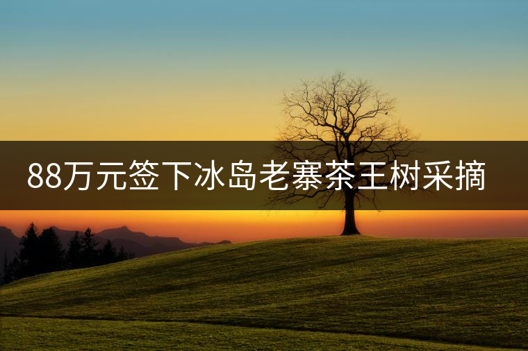 88萬元簽下冰島老寨茶王樹采摘權(quán)，誰說這是“競價交易”？