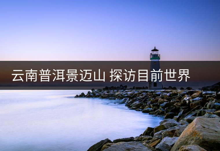 云南普洱景邁山 探訪目前世界上面積最大、年代最久遠的古茶園