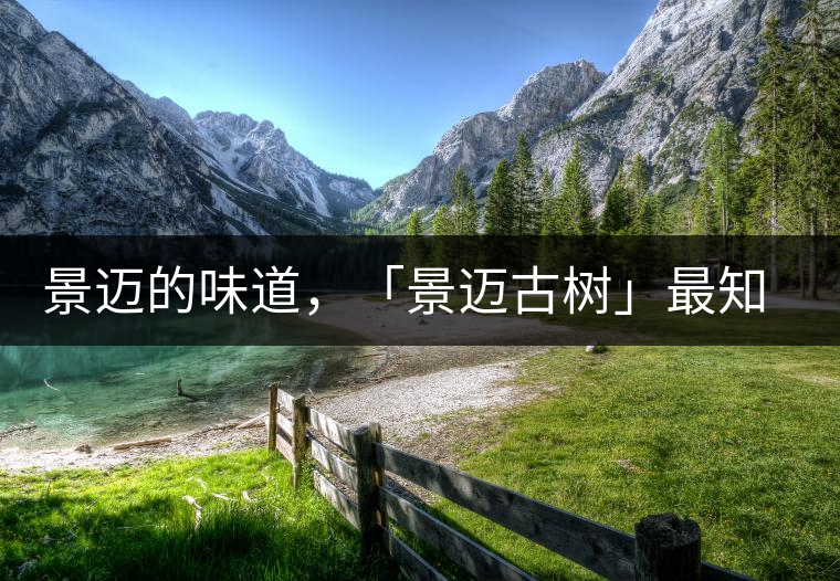 景邁的味道，「景邁古樹」最知道丨賞鑒