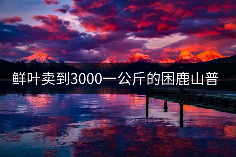 鮮葉賣到3000一公斤的困鹿山普洱茶，口感如何？