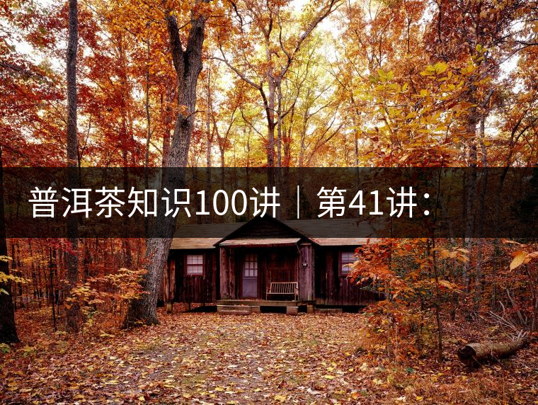 普洱茶知識100講｜第41講：孤獨的邦崴過渡型古茶王