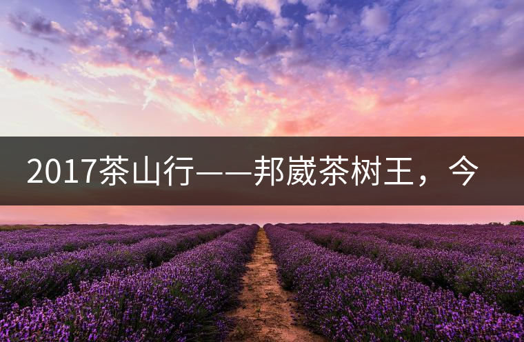 2017茶山行——邦崴茶樹王，今天你是長這樣