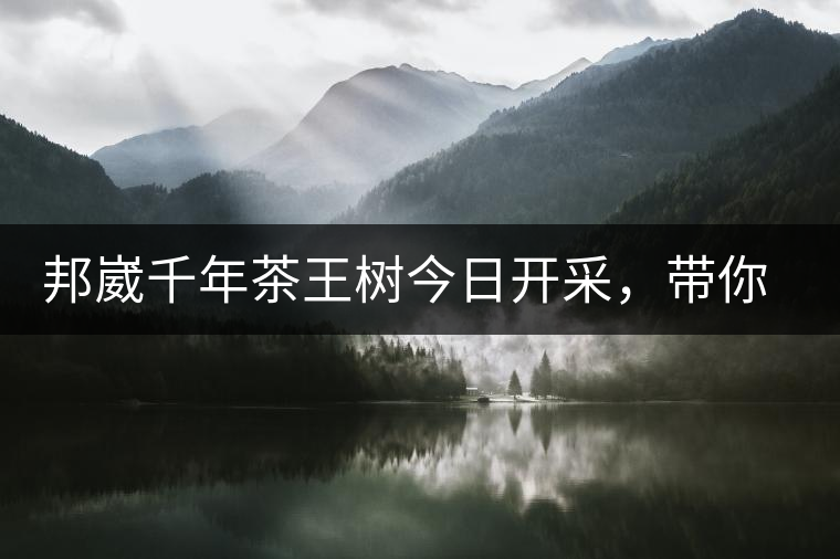邦崴千年茶王樹今日開采，帶你了解被低估的邦崴古樹茶邦崴千年茶王樹今日開采，帶你了解被低估的邦崴古樹茶