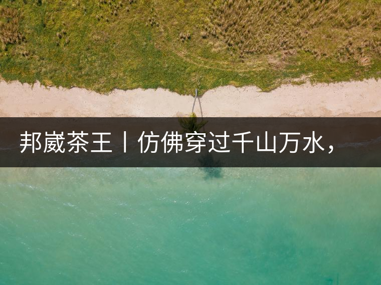 邦崴茶王丨仿佛穿過千山萬水，就是為了它而來邦崴茶王丨仿佛穿過千山萬水，就是為了它而來