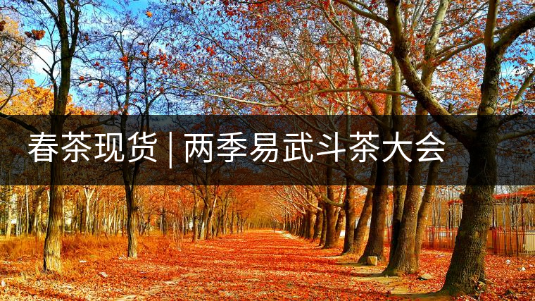 春茶現(xiàn)貨 | 兩季易武斗茶大會冠軍“落水洞”，茶友評價(jià)是這樣的