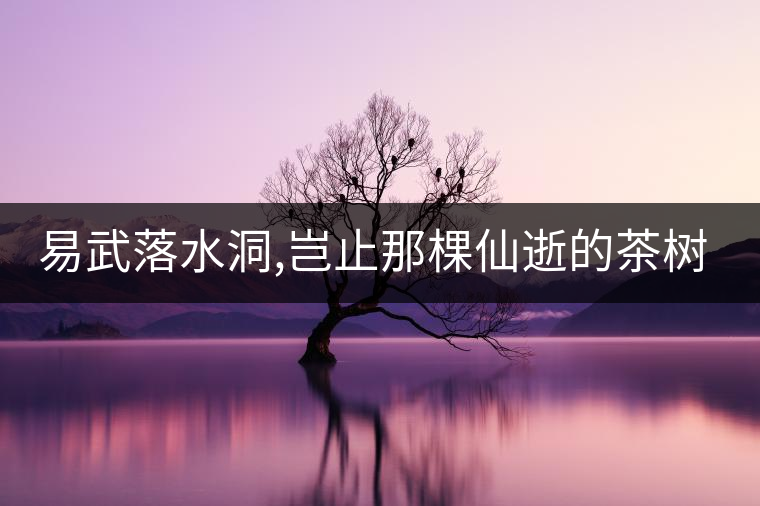 易武落水洞,豈止那棵仙逝的茶樹(shù)王?易武落水洞,豈止那棵仙逝的茶樹(shù)王？