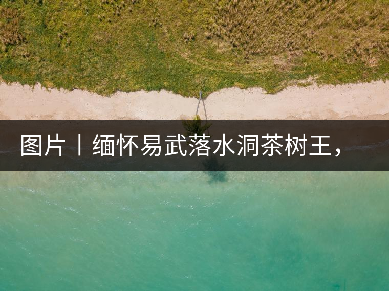 圖片丨緬懷易武落水洞茶樹王，犧牲前的樣貌圖片丨緬懷易武落水洞茶樹王，犧牲前的樣貌