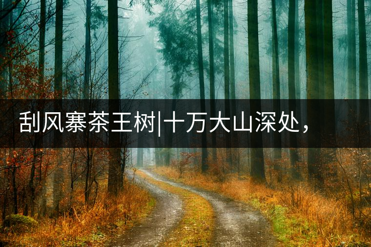 刮風(fēng)寨茶王樹|十萬大山深處，鮮為人知的王者刮風(fēng)寨茶王樹｜十萬大山深處，鮮為人知的王者