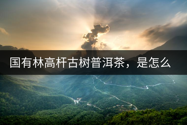 國有林高桿古樹普洱茶，是怎么回事?國有林高桿古樹普洱茶，是怎么回事？
