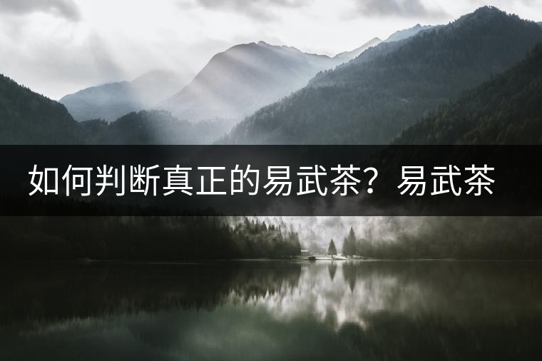 如何判斷真正的易武茶？易武茶有哪些特點？