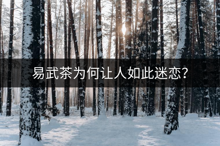 易武茶為何讓人如此迷戀？