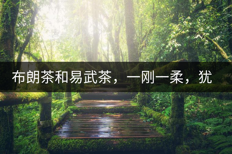 布朗茶和易武茶，一剛一柔，猶如洪拳與太極