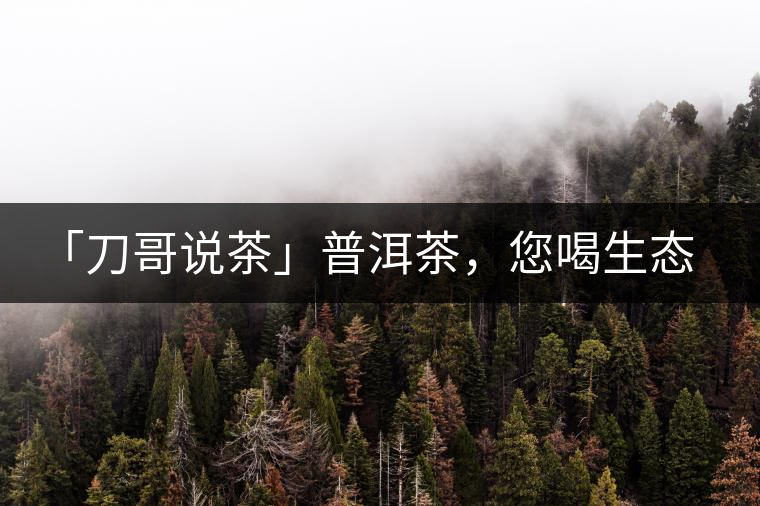 「刀哥說茶」普洱茶，您喝生態(tài)還是喝樹齡？