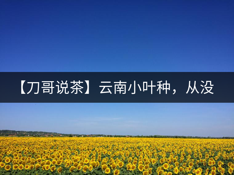 【刀哥說(shuō)茶】云南小葉種，從沒(méi)落到回歸