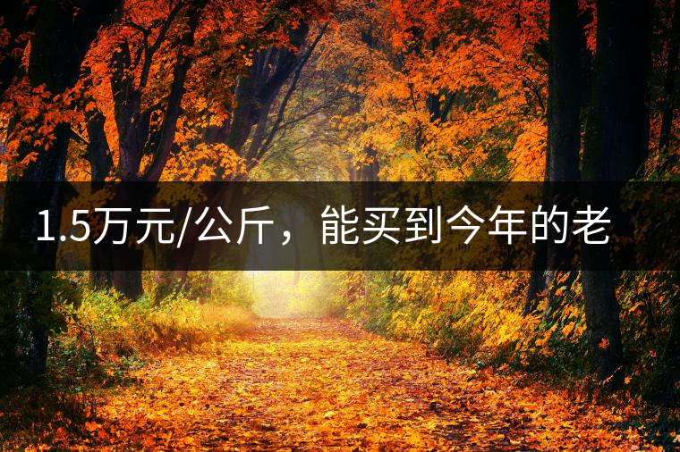 1.5萬元/公斤，能買到今年的老班章古樹茶嗎?1.5萬元/公斤，能買到今年的老班章古樹茶嗎？