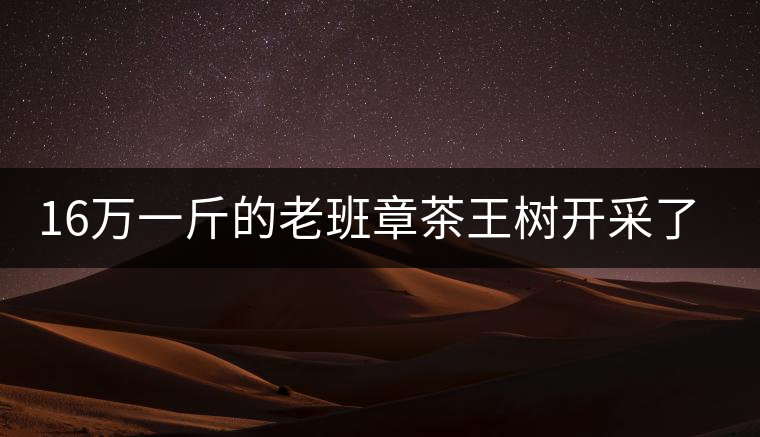 16萬一斤的老班章茶王樹開采了，茶友果斷拉了一車現(xiàn)金去...16萬一斤的老班章茶王樹開采了，茶友果斷拉了一車現(xiàn)金去！