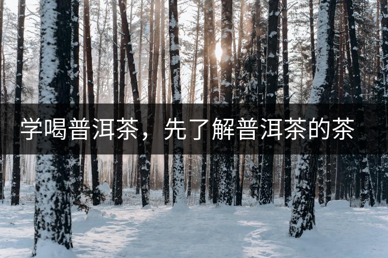 學(xué)喝普洱茶，先了解普洱茶的茶性