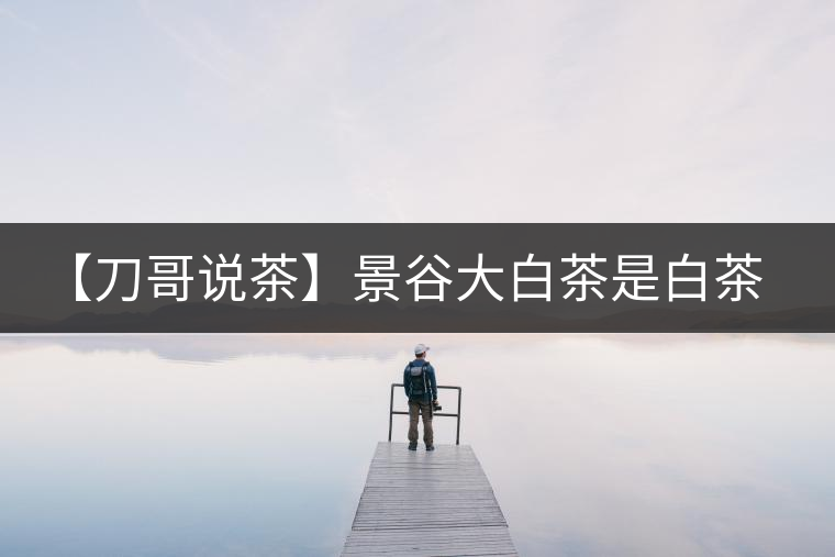 【刀哥說茶】景谷大白茶是白茶還是普洱茶？