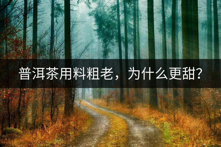 普洱茶用料粗老，為什么更甜？