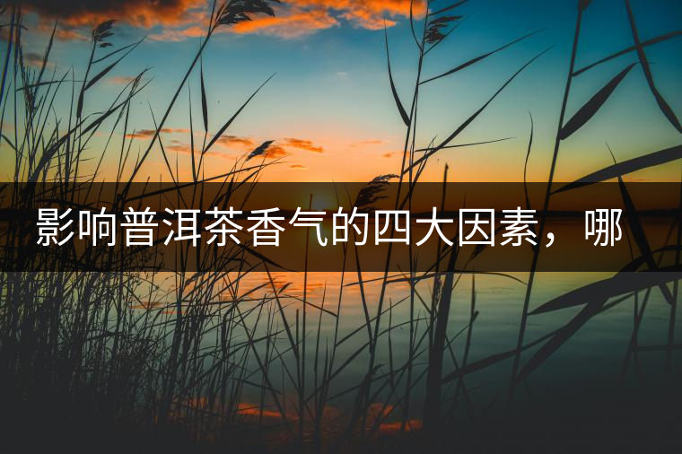 影響普洱茶香氣的四大因素，哪一個影響最大？