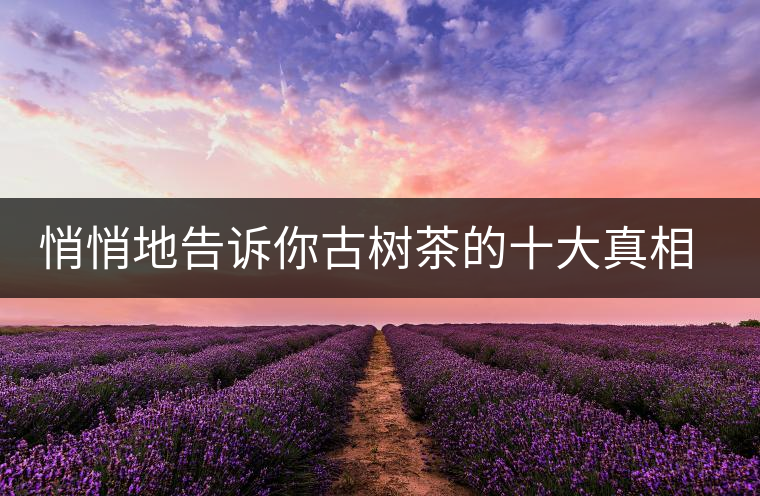 悄悄地告訴你古樹茶的十大真相，就不怕交學(xué)費(fèi)了