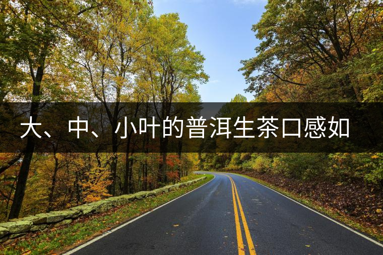 大、中、小葉的普洱生茶口感如何辨別？