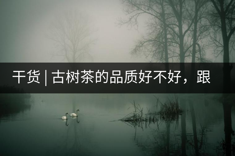 干貨 | 古樹茶的品質(zhì)好不好，跟耐泡度真的有關(guān)聯(lián)嗎？