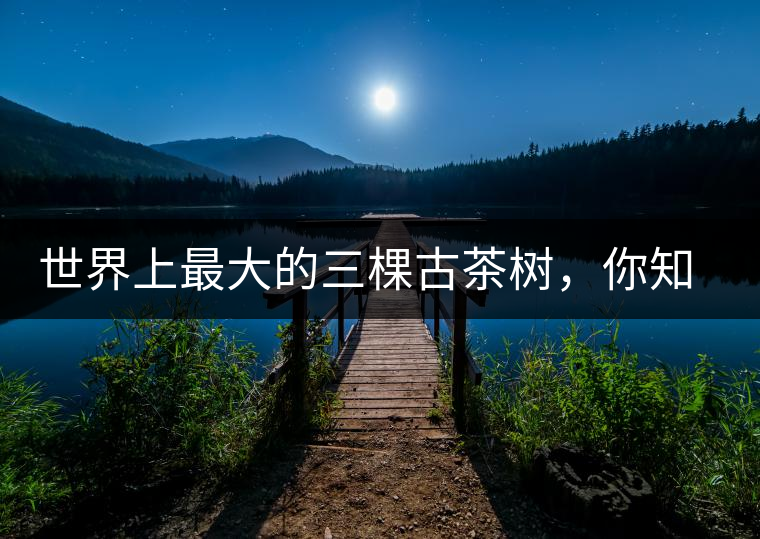 世界上最大的三棵古茶樹(shù)，你知道嗎？