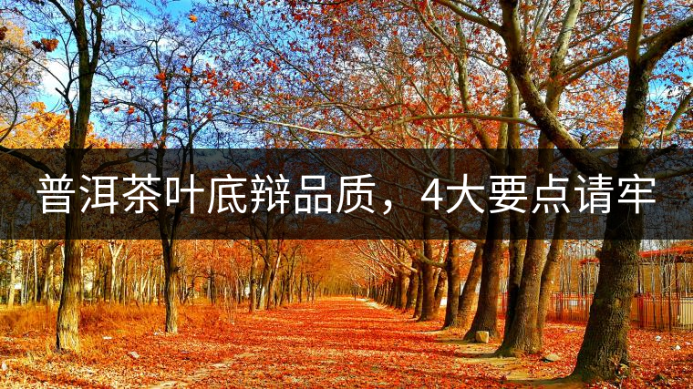 普洱茶葉底辯品質(zhì)，4大要點(diǎn)請(qǐng)牢記！