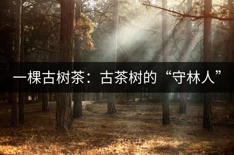 一棵古樹茶：古茶樹的“守林人”