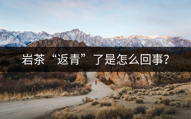 巖茶“返青”了是怎么回事？