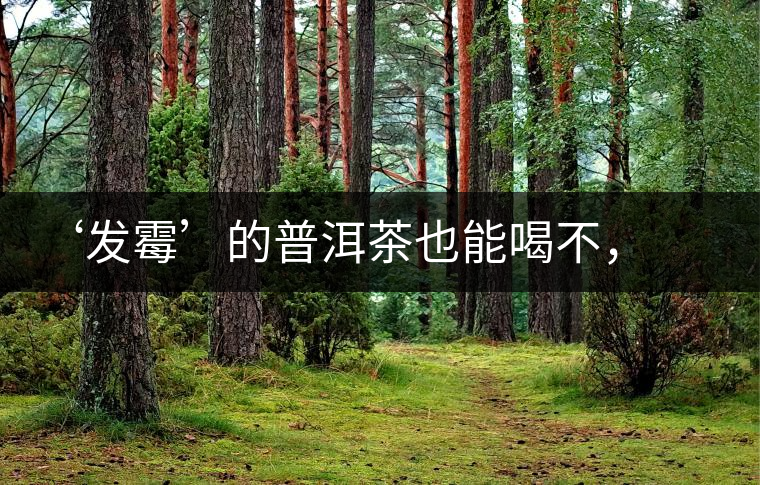 ‘發(fā)霉’的普洱茶也能喝不，看科學(xué)解釋