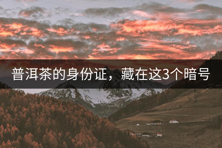 普洱茶的身份證，藏在這3個(gè)暗號(hào)中