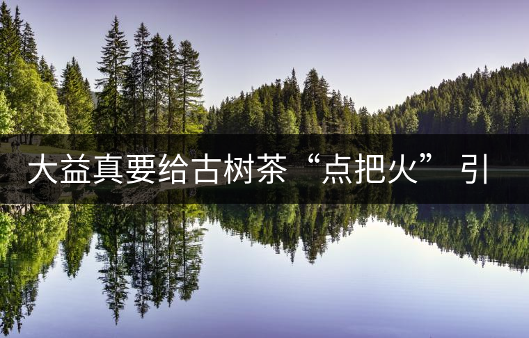 大益真要給古樹茶“點把火” 引火燒身？