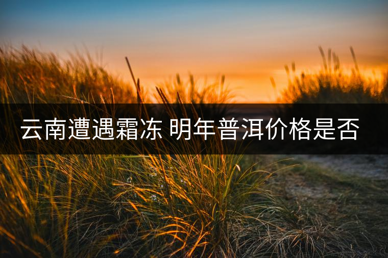 云南遭遇霜凍 明年普洱價(jià)格是否飆升？