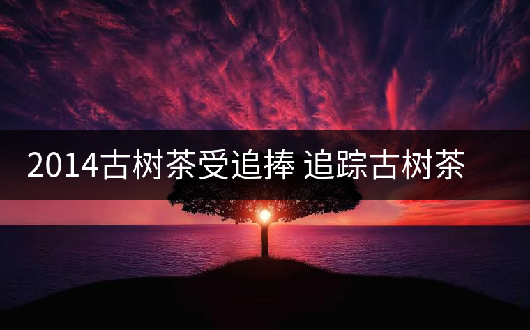 2014古樹茶受追捧 追蹤古樹茶是如何興起的？