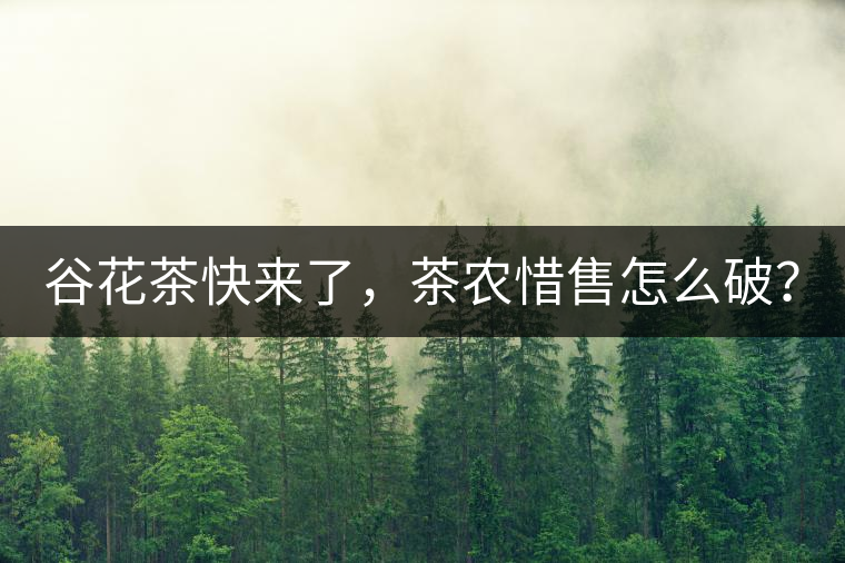 谷花茶快來(lái)了，茶農(nóng)惜售怎么破？
