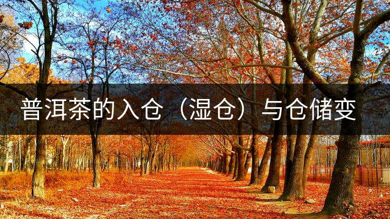 普洱茶的入倉(濕倉)與倉儲變化 普洱茶的入倉(濕倉)與倉儲變化